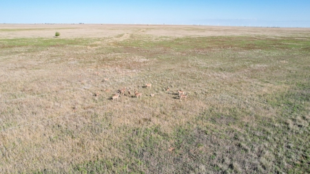 80+/- Acre Conservation Reserve Program Tract, Parmer County - image 7