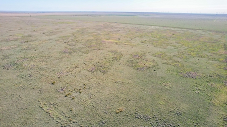 80+/- Acre Conservation Reserve Program Tract, Parmer County - image 14