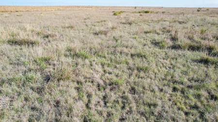 80+/- Acre Conservation Reserve Program Tract, Parmer County - image 15