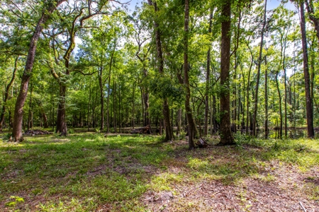 Suwannee River Proerty For Sale!!! - image 5