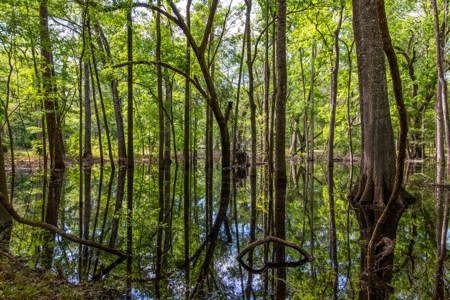 Suwannee River Proerty For Sale!!! - image 11
