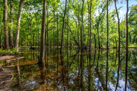 Suwannee River Proerty For Sale!!! - image 8
