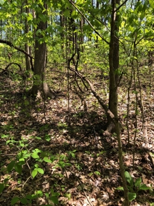 1/2 Acre Edgewater Heights  Barren River Lake Area - image 1