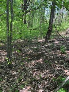 1/2 Acre Edgewater Heights  Barren River Lake Area - image 5