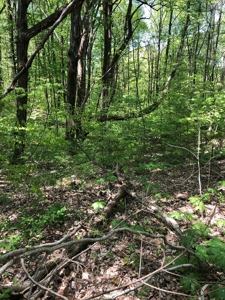 1/2 Acre Edgewater Heights  Barren River Lake Area - image 2