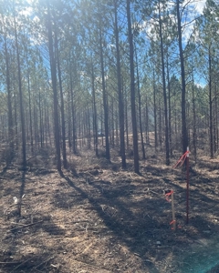 Building Acreage Near Three Rivers WMA - image 9