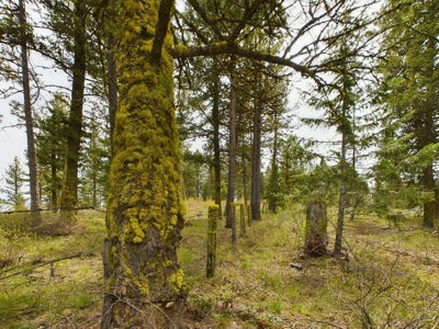 Cabin with Ponds & Creek on 38 Acres for Sale in Council ID - image 37