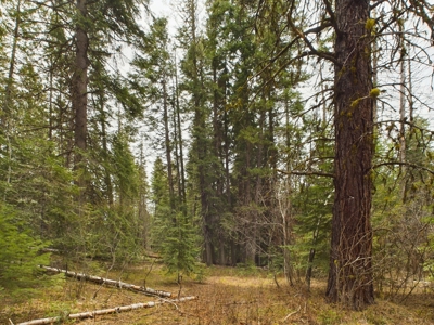 Cabin with Ponds & Creek on 38 Acres for Sale in Council ID - image 13
