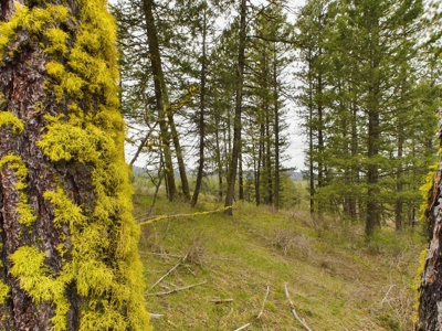 Cabin with Ponds & Creek on 38 Acres for Sale in Council ID - image 38