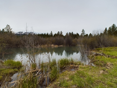 Cabin with Ponds & Creek on 38 Acres for Sale in Council ID - image 6