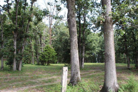 Home On 49 Acres With Marketable Timber & Fenced For Cattle - image 43