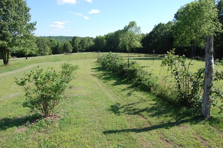 Nice property for sale in just 15 miles from Mountain Grove - image 3