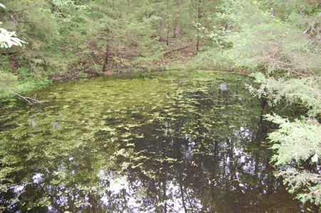 Nice property for sale in just 15 miles from Mountain Grove - image 9