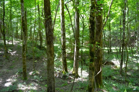 414 Acres Hunting Land For Sale in Franklin County with Camp - image 26