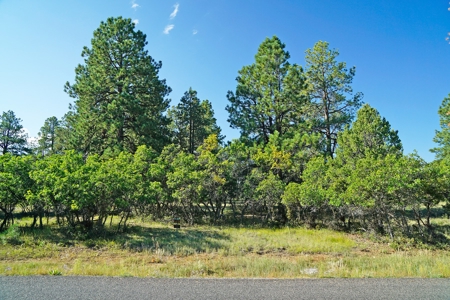 Ridgway Colorado Mountain Views Land for Sale Golf Hike Bike - image 6