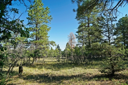 Ridgway Colorado Mountain Views Land for Sale Golf Hike Bike - image 8