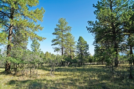 Ridgway Colorado Mountain Views Land for Sale Golf Hike Bike - image 7