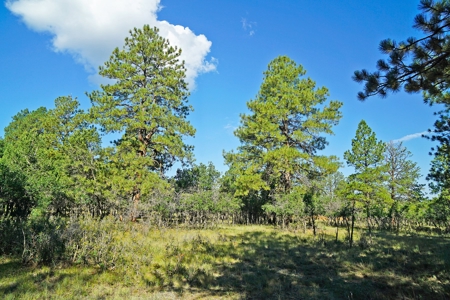 Ridgway Colorado Mountain Views Land for Sale Golf Hike Bike - image 9