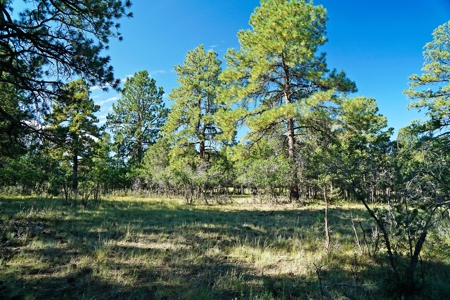 Ridgway Colorado Mountain Views Land for Sale Golf Hike Bike - image 5
