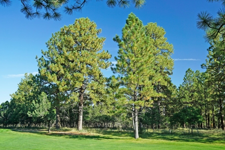 Ridgway Colorado Mountain Views Land for Sale Golf Hike Bike - image 10