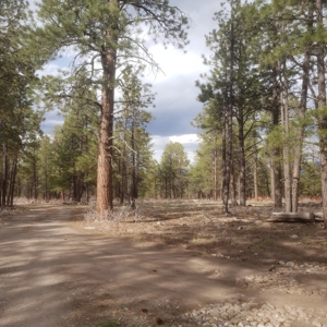 Colorado Mountain Views Ridgwa Land for Sale Off Grid - image 1