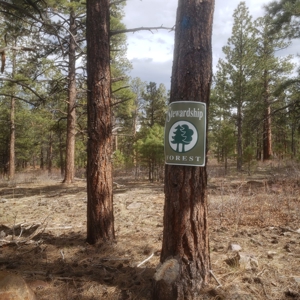 Colorado Mountain Views Ridgwa Land for Sale Off Grid - image 3