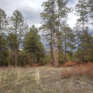 Colorado Mountain Views Ridgwa Land for Sale Off Grid - image 6
