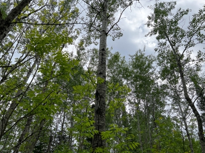 Maine Riverfront Lot - image 4