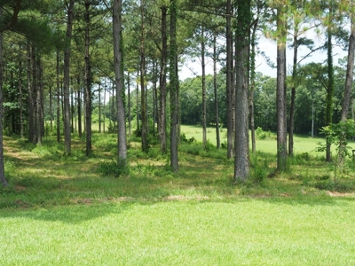 MS Poultry Broiler Farm 100 Acres w/ 2 Residence & Tractor - image 47
