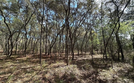Beautiful Upland Timber Tract with Merchantable Pine Timber - image 18