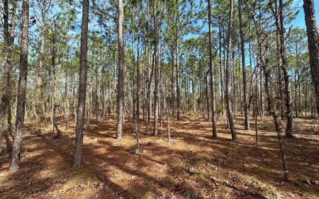 Beautiful Upland Timber Tract with Merchantable Pine Timber - image 3