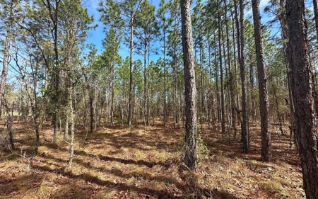 Beautiful Upland Timber Tract with Merchantable Pine Timber - image 6