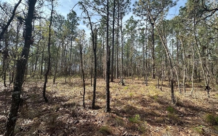 Beautiful Upland Timber Tract with Merchantable Pine Timber - image 16