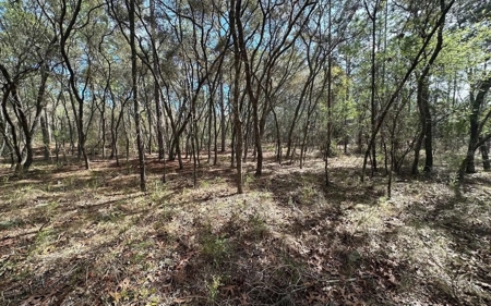 Beautiful Upland Timber Tract with Merchantable Pine Timber - image 10