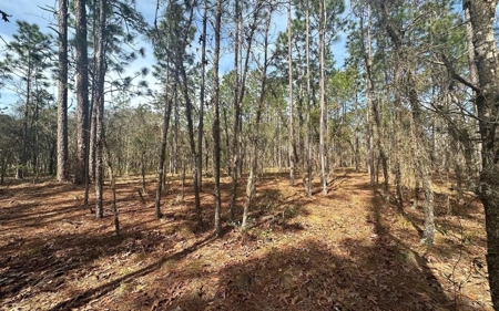 Beautiful Upland Timber Tract with Merchantable Pine Timber - image 9
