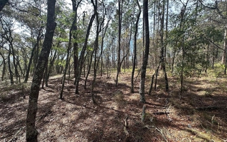 Beautiful Upland Timber Tract with Merchantable Pine Timber - image 19