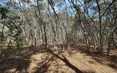 Beautiful Upland Timber Tract with Merchantable Pine Timber - image 2