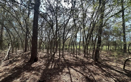 Beautiful Upland Timber Tract with Merchantable Pine Timber - image 11