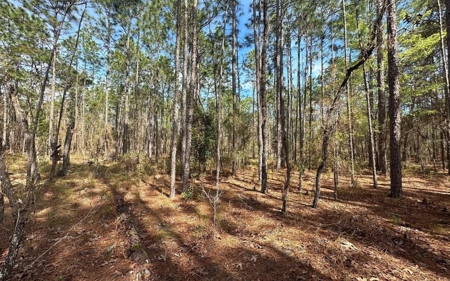 Beautiful Upland Timber Tract with Merchantable Pine Timber - image 8
