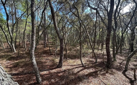 Beautiful Upland Timber Tract with Merchantable Pine Timber - image 7