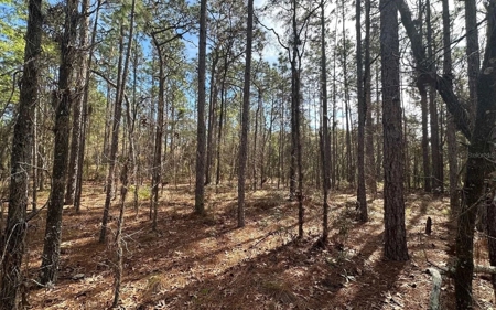 Beautiful Upland Timber Tract with Merchantable Pine Timber - image 17