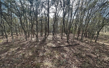 Beautiful Upland Timber Tract with Merchantable Pine Timber - image 14