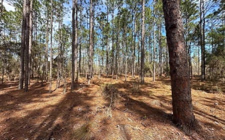 Beautiful Upland Timber Tract with Merchantable Pine Timber - image 1