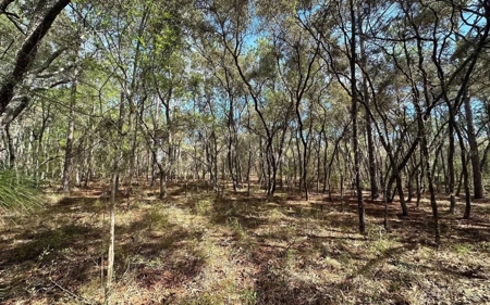Beautiful Upland Timber Tract with Merchantable Pine Timber - image 12