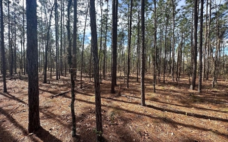 Beautiful Upland Timber Tract with Merchantable Pine Timber - image 5