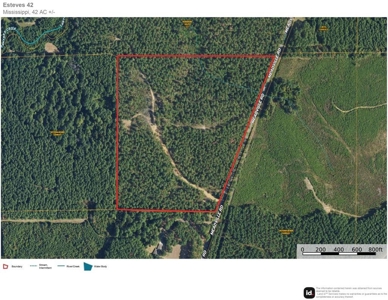 42 Acres Hunting Timberland for Sale Amite County, MS - image 13