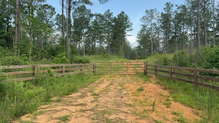 42 Acres Hunting Timberland for Sale Amite County, MS - image 2
