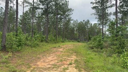 42 Acres Hunting Timberland for Sale Amite County, MS - image 7
