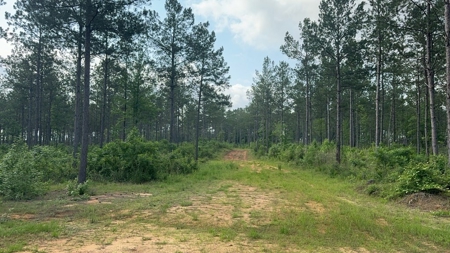 42 Acres Hunting Timberland for Sale Amite County, MS - image 9