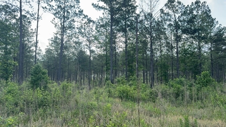 42 Acres Hunting Timberland for Sale Amite County, MS - image 8